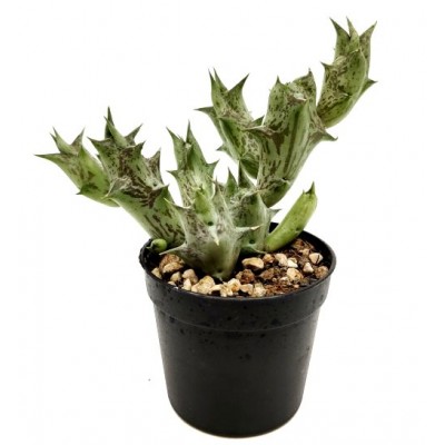 Caralluma Hesperidum Cactus